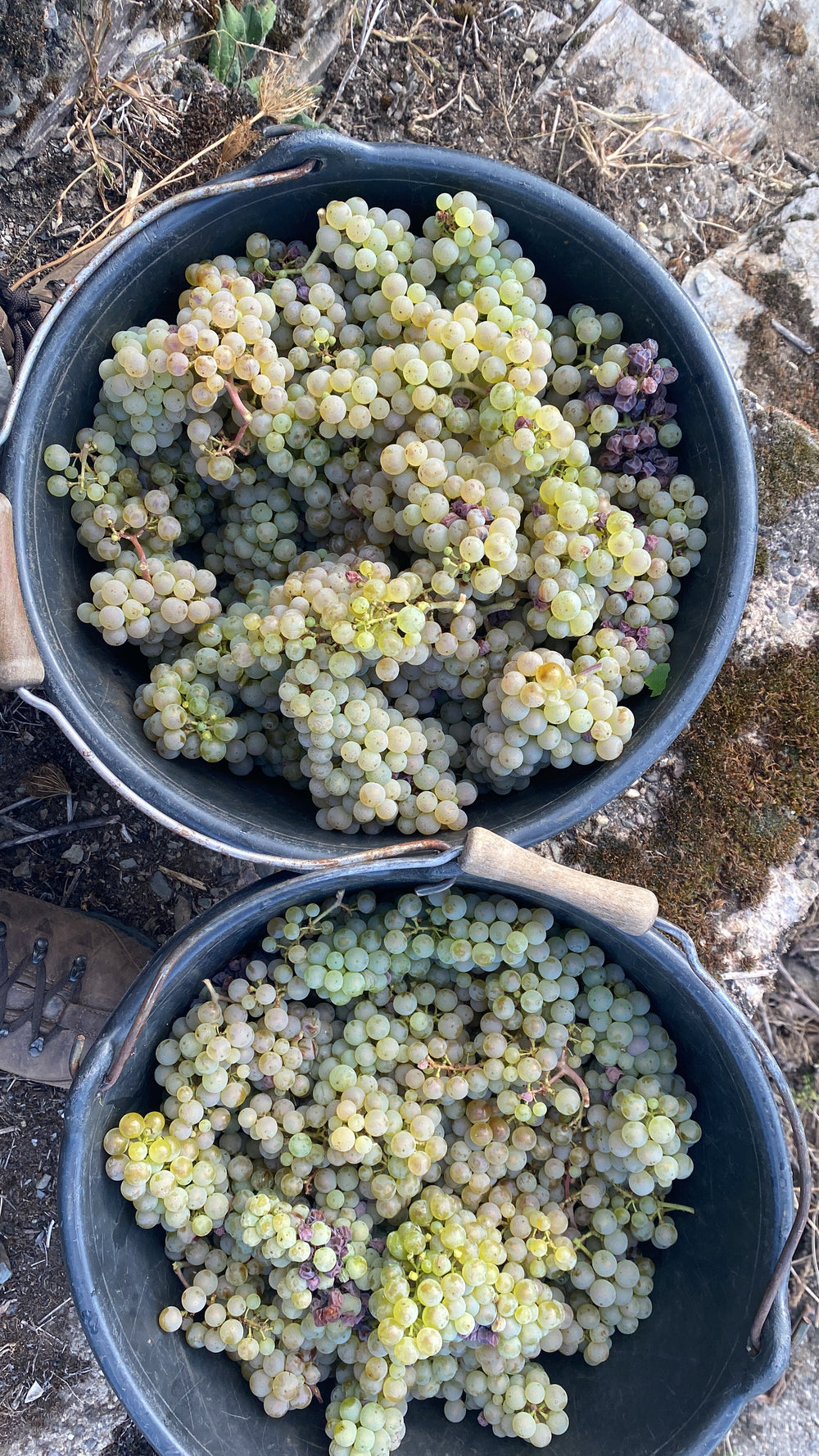Weinlese 2026 abgeschlossen - Entspannte Lese mit hohen Mostgewichten