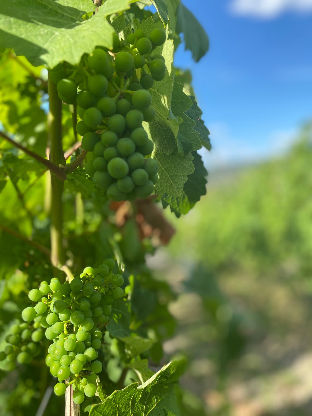 Die Trauben entwickeln sich prächtig!