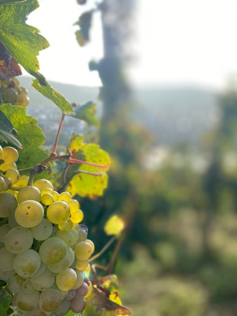 Der Countdown läuft... wir holen die Auslese!