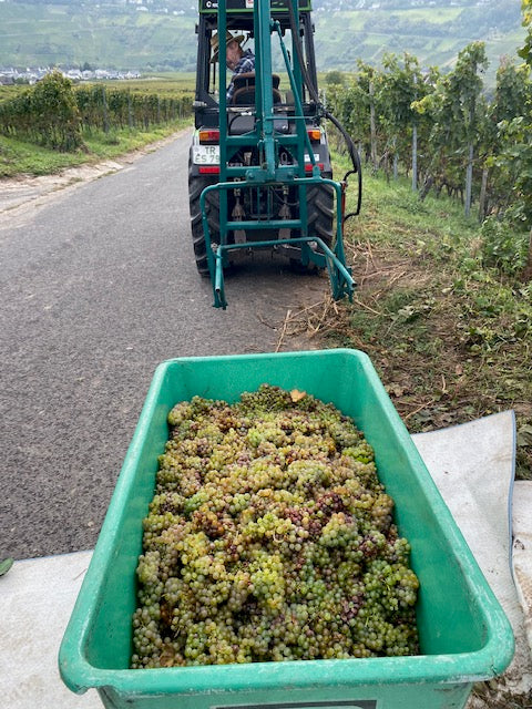Die Weinlese ist beendet - Große Weine werfen ihren Schatten voraus