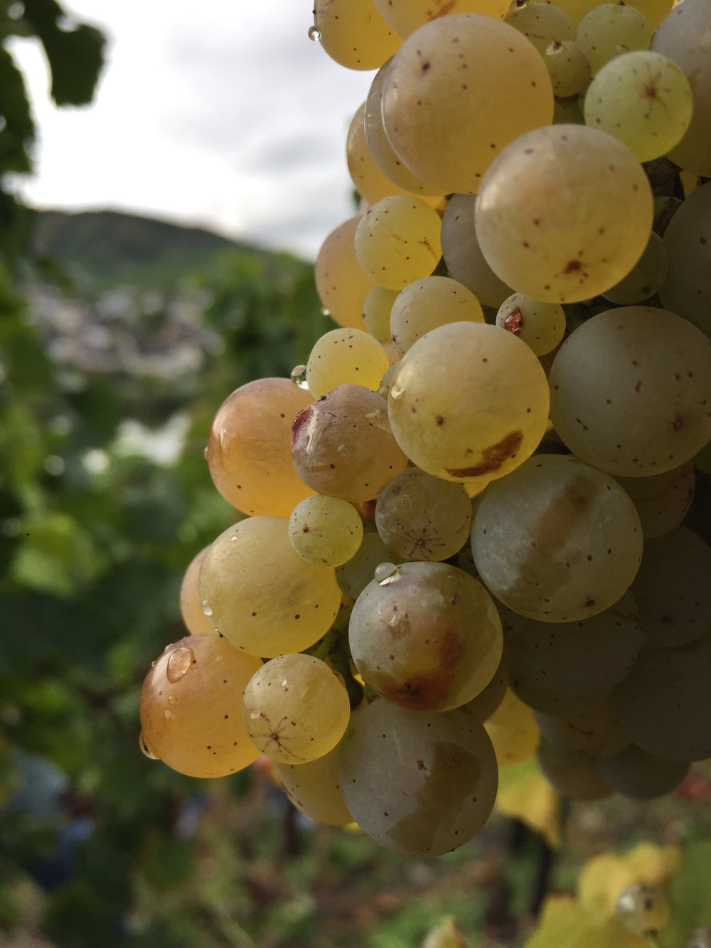 Unser Lese-Event am 03.Oktober 2025 - Ein abwechslungsreicher Tag mit den Rieslingwinzern