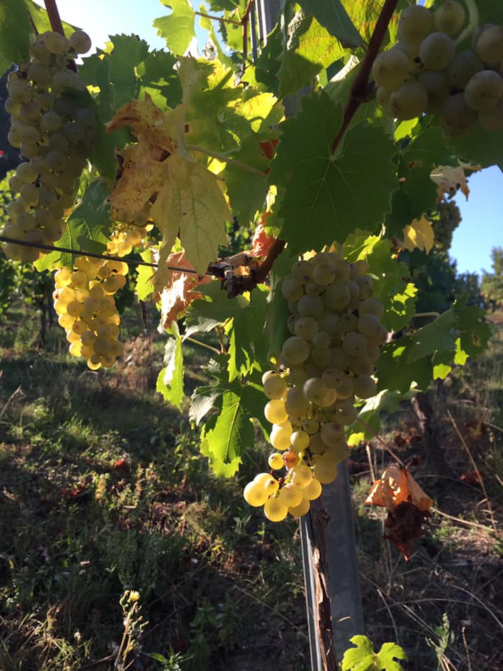 Jahrgang 2024 ist im Keller! Beste Qualität und viel Spass bei der Lese!