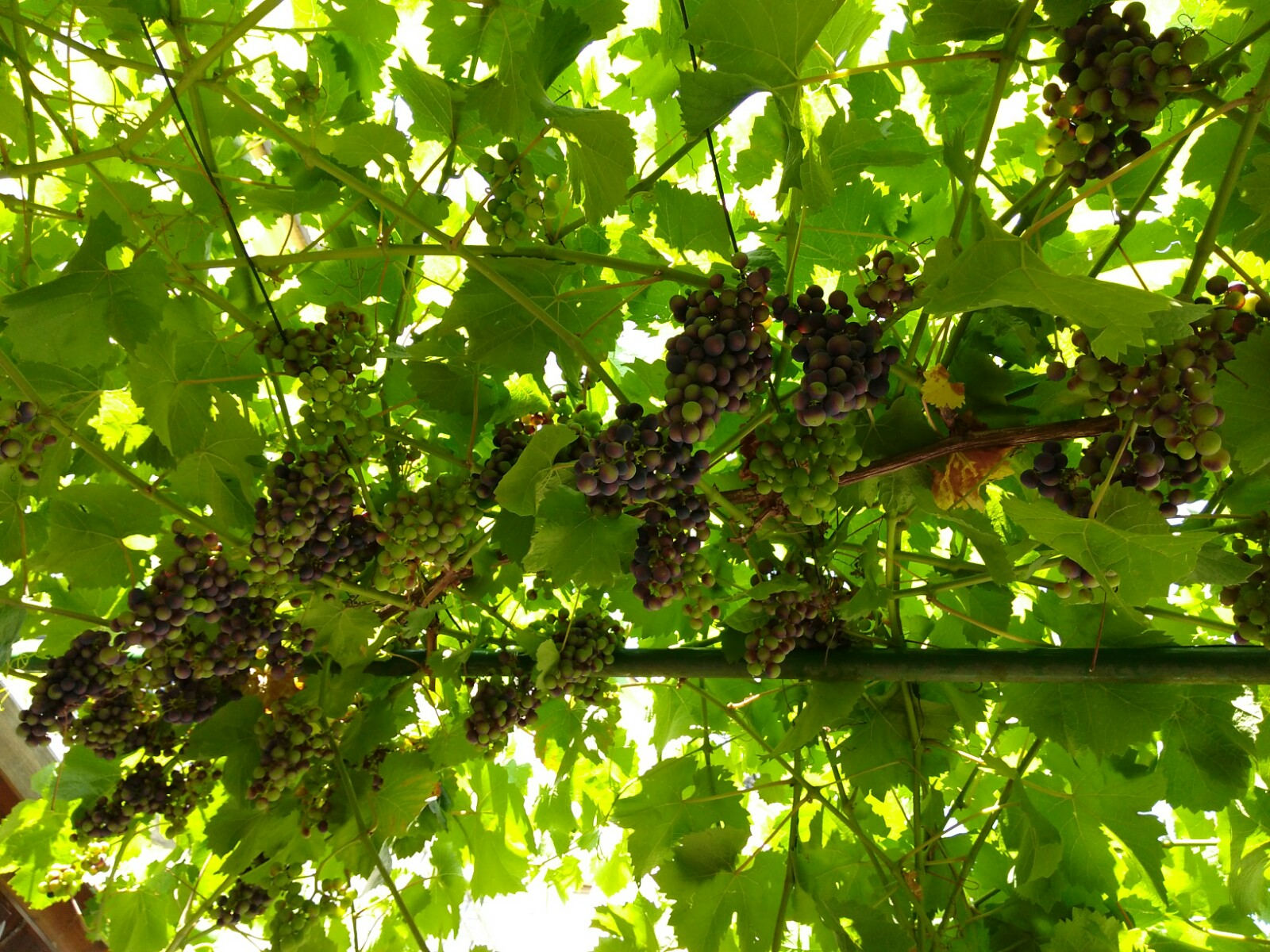 Die Blüte ist vorbei und die Trauben sind voll ausgebildet