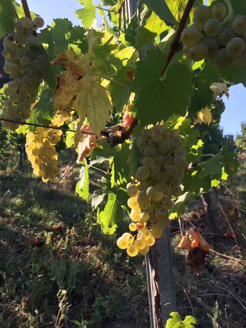 Die Lese hat begonnen; Die Trauben stehen gut uns haben noch Zeit zum Reifen