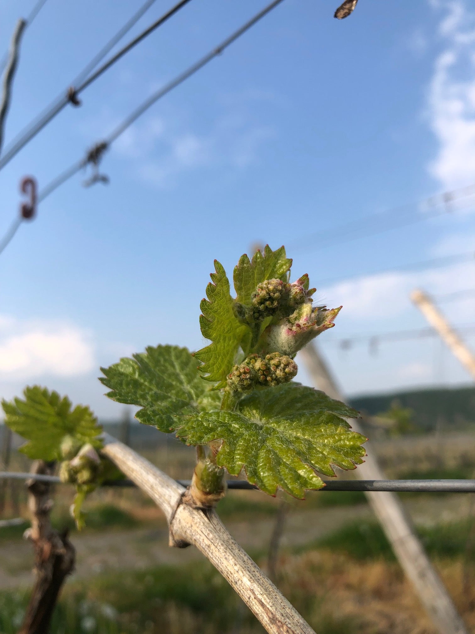 Die Weinstöcke treiben aus - Jetzt starten auch wir in die Saison