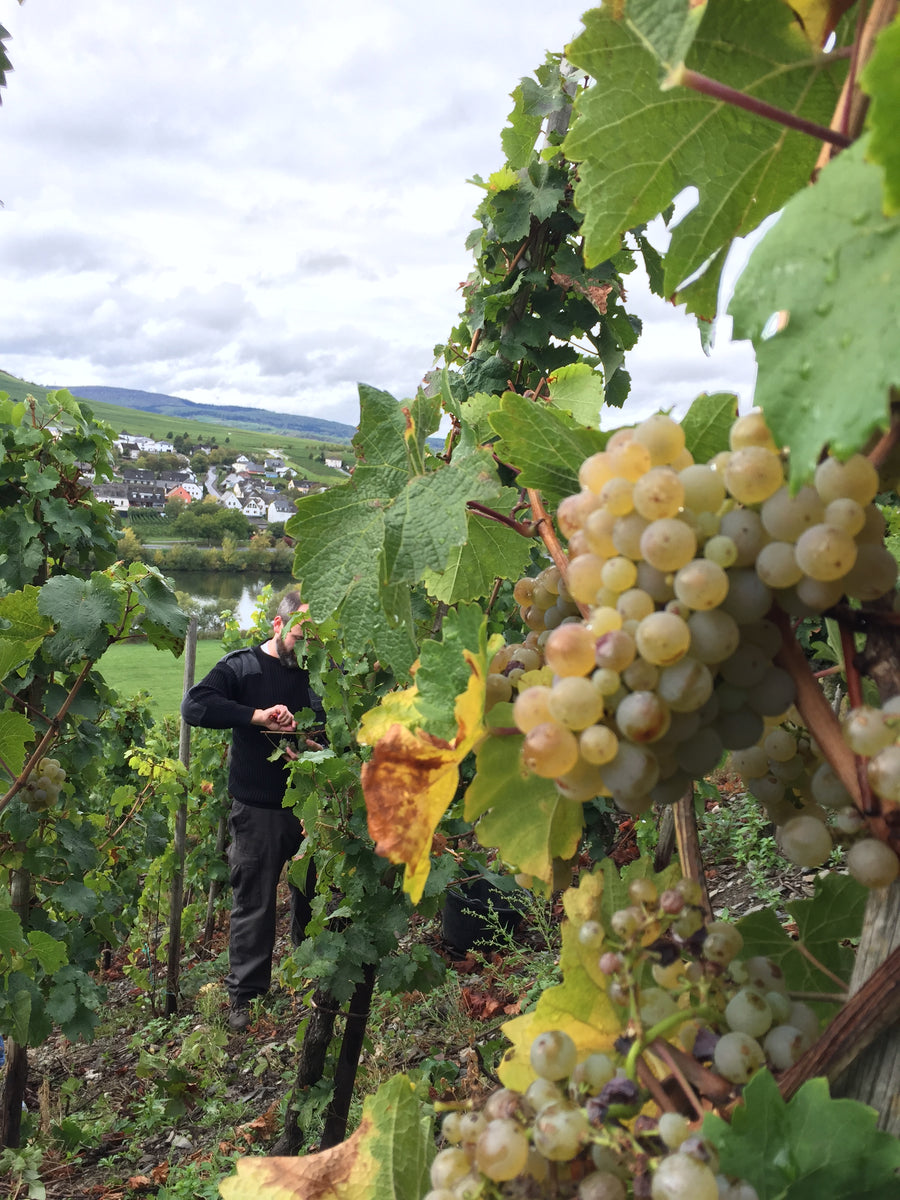 Ein Tag am Fluss - Weinlese mit den Rieslingwinzern am 07.10.2023